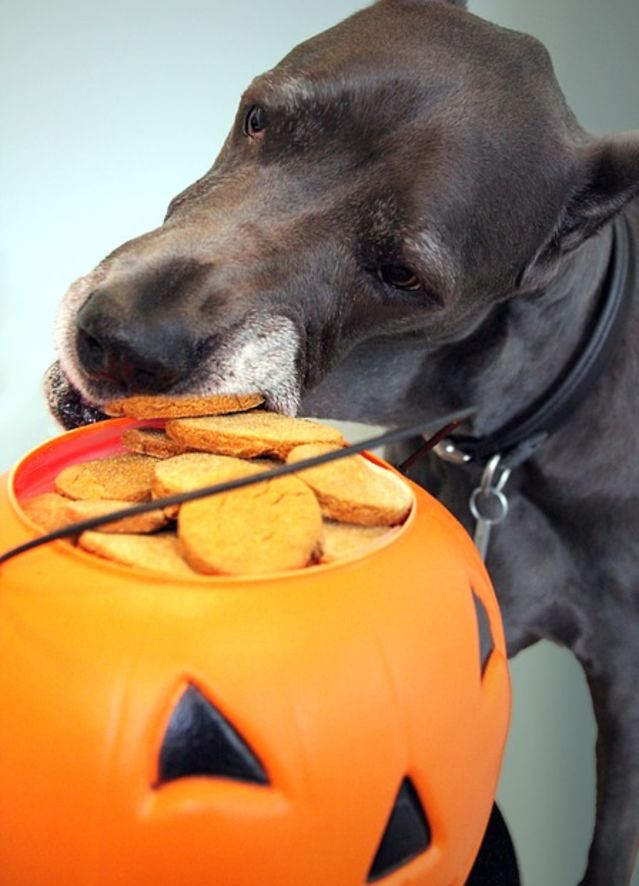 What should your dog be for Halloween? Playbuzz