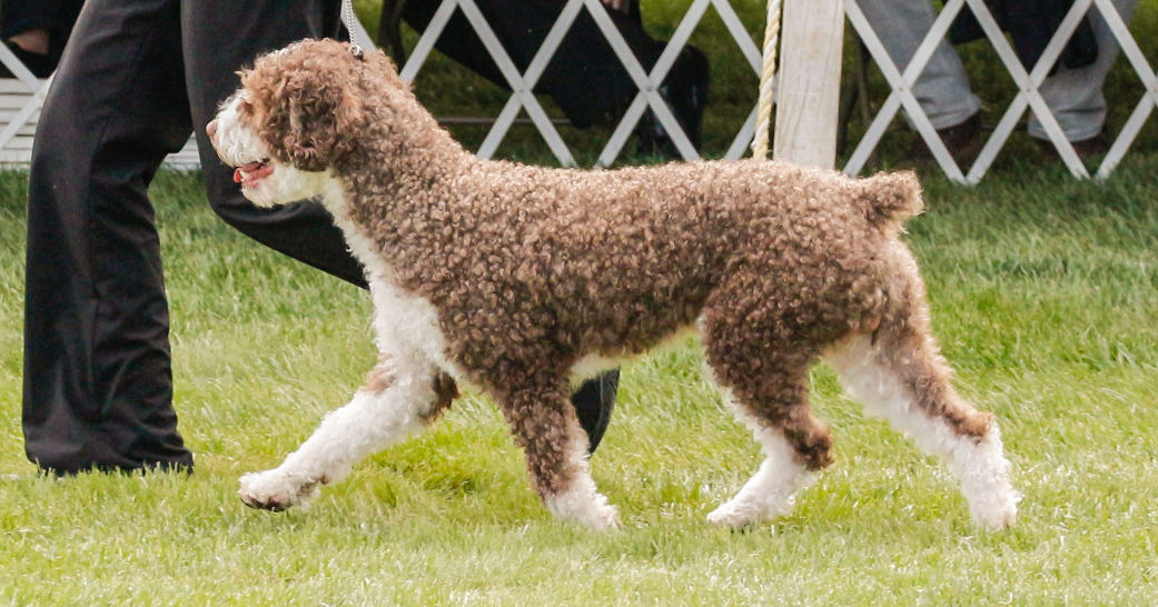 TRULY HARDEST Dog Breed Quiz! Playbuzz