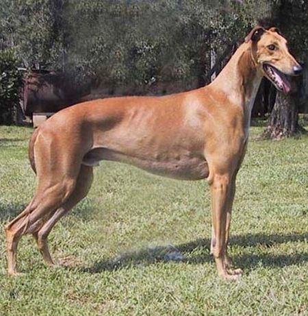 Playbuzz Quiz Dog Breed Playbuzz Quiz Dog Breed