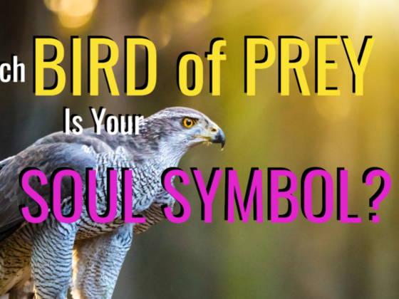 Which Bird Of Prey Is Your Soul Symbol?