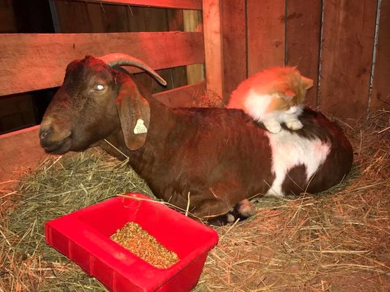 This Goat Has A Cat As A Midwife! No, Seriously!