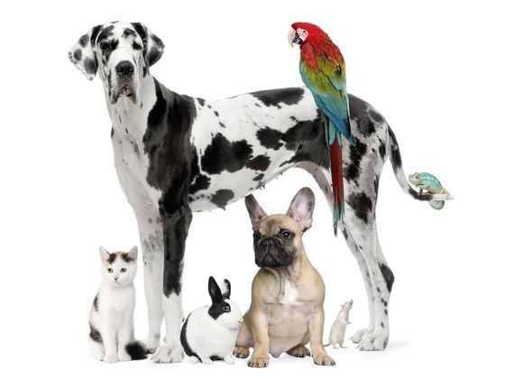 Which Pet Is Right For You?