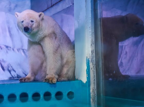 Good News For The Worlds Saddest Polar Bear!