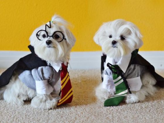 Choose Some Puppies And We'll Sort You Into Your Hogwarts House