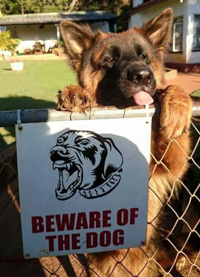Rank The Funniest Least Accurate Beware Of Dog Sign Rank The Funniest Least Accurate Beware Of Dog Sign