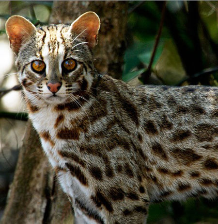 Quiz Hewan Endemik Indonesia Playbuzz