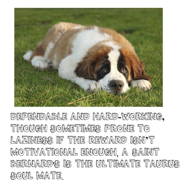 Which Dog Breed Should You Own According To Your Zodiac ...