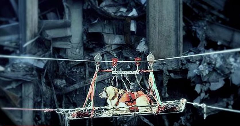 Remembering The Hero Dogs Of 9/11 | Playbuzz