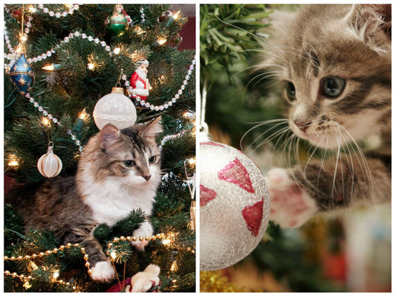 The Three Best Ways Cats Can React To Christmas Trees