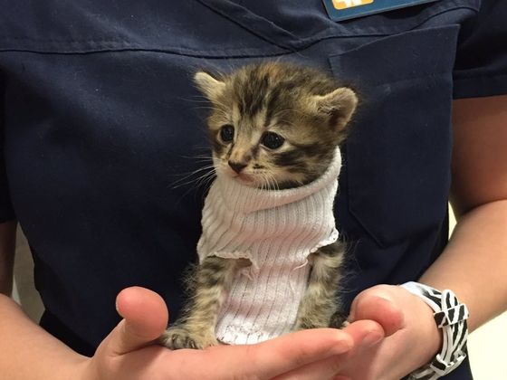 This Adorable Kitten Was Saved From Hurricane Matthew And They Put Her In A Sweater!