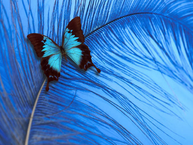Biru