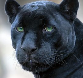 panther