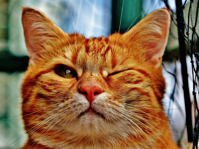 quel animal a 4 genoux