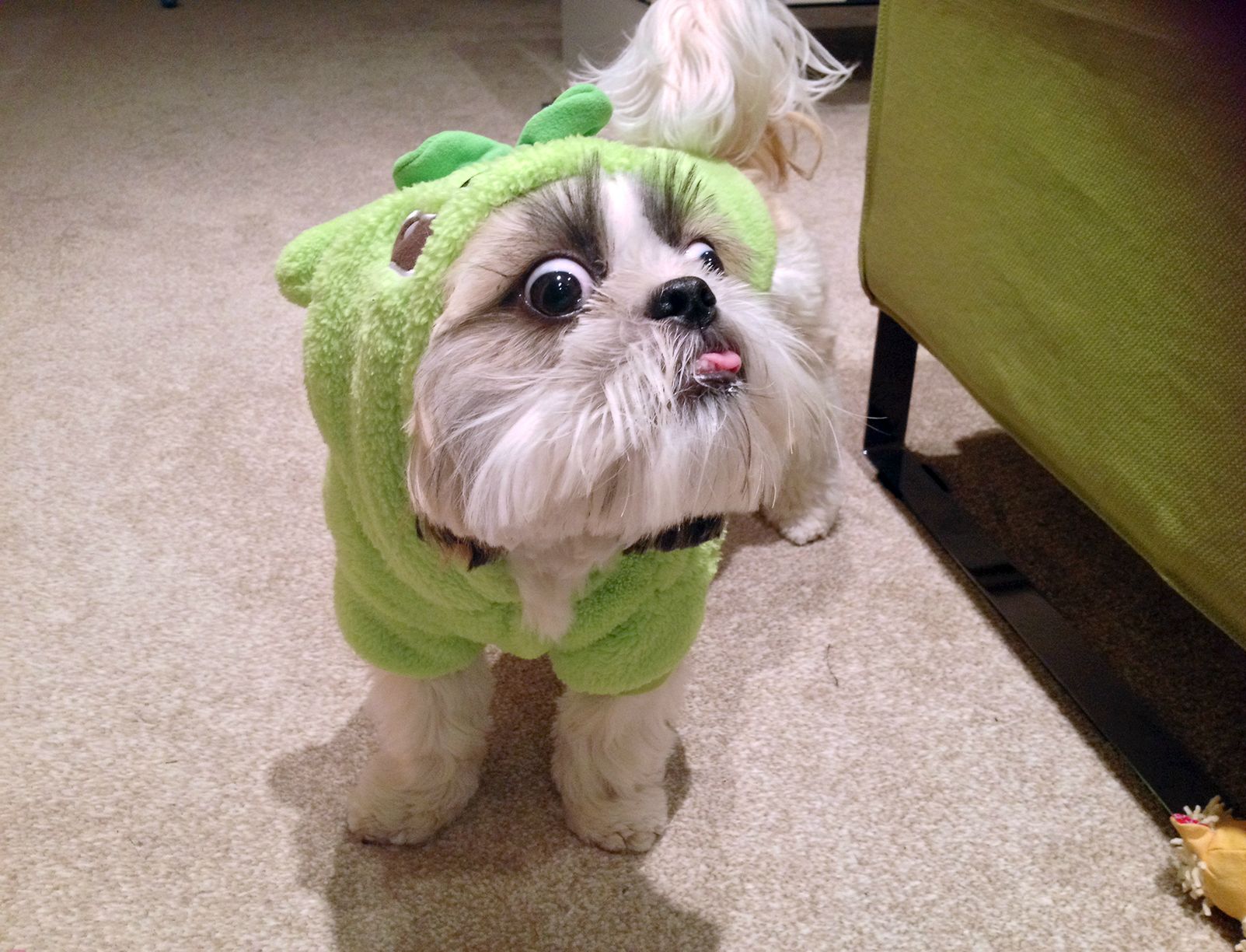 Resultado de imagen para shih tzu tumblr fun