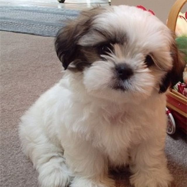 Image result for Shih Tzu dog, many, gif