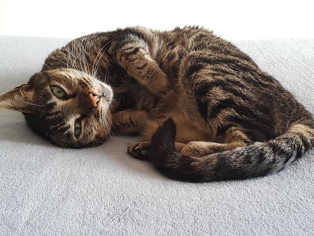 Максимальный