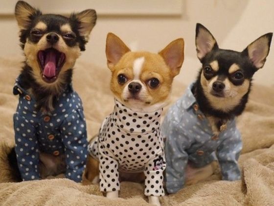 puppies in pajamas puppies in pajamas is the snoozebutton for your playbuzz puppies in pajamas puppies in pajamas is the snoozebutton for your playbuzz