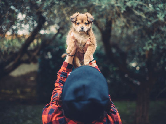 What Dog Breed Is Best For You Playbuzz What Dog Breed Is Best For You Playbuzz