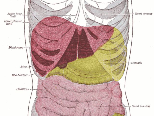 ¿Sabes dónde están estas partes de tu cuerpo? | Playbuzz
