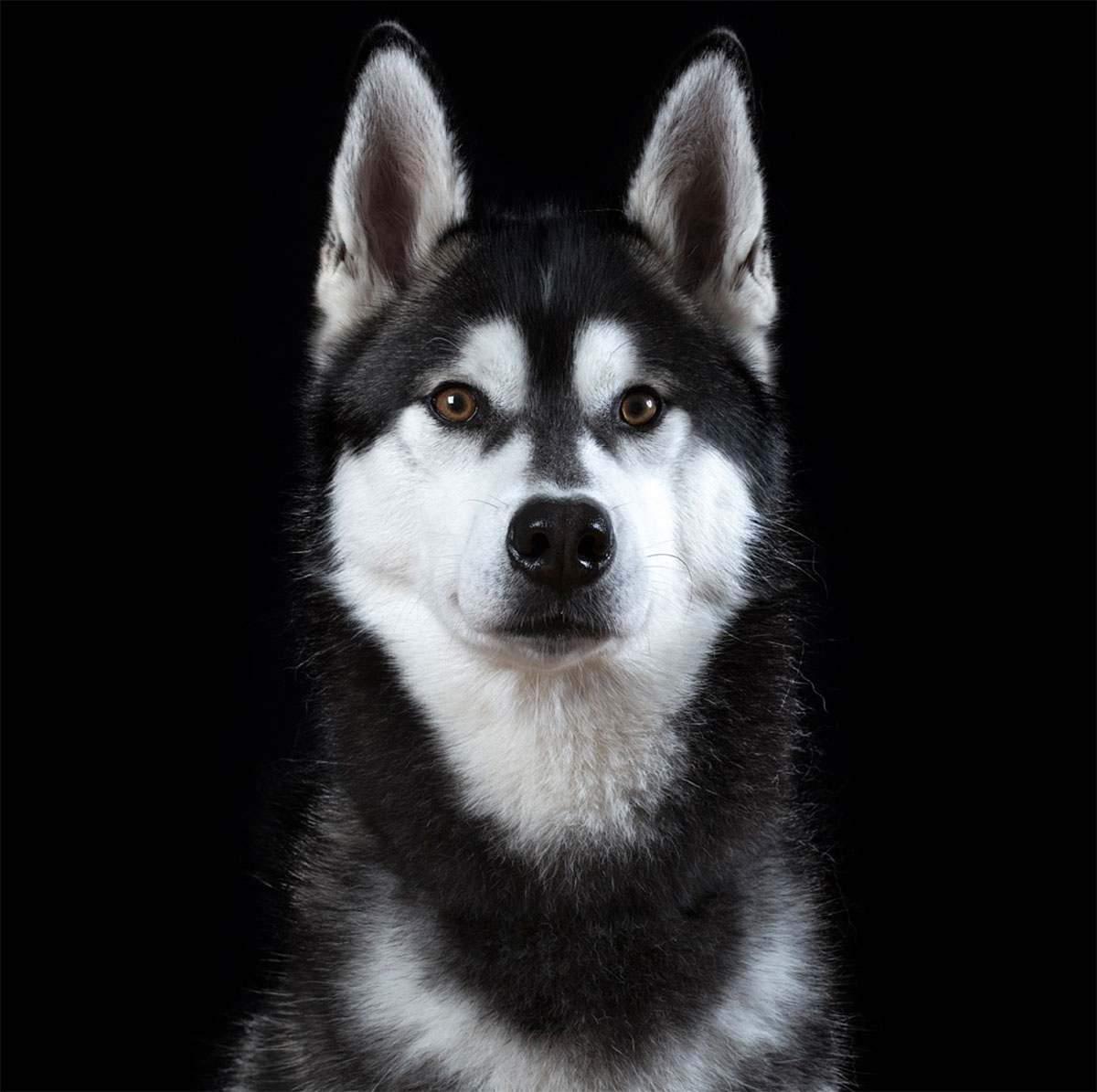 The Nose Knows Guess The Dog By The Schnozz Playbuzz