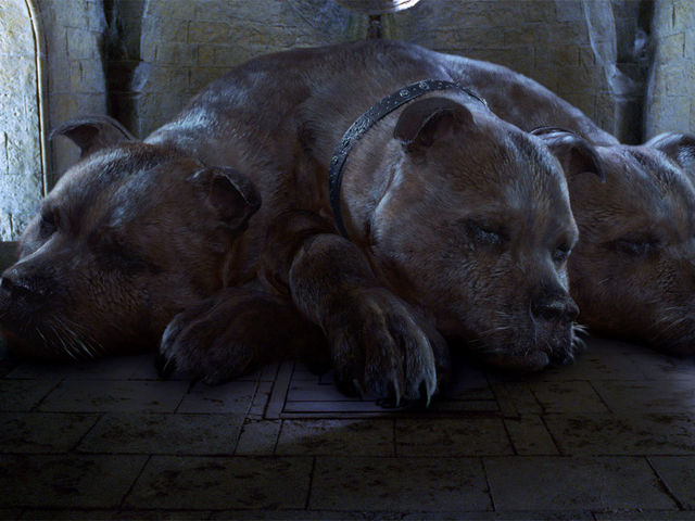 Raining Cats and Dogs | Playbuzz