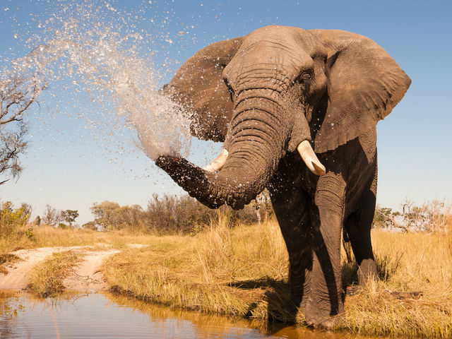 How Much Do You Know About African Elephants? Playbuzz