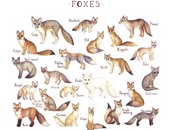 fox breed what fox breed are you playbuzz fox breed what fox breed are you playbuzz