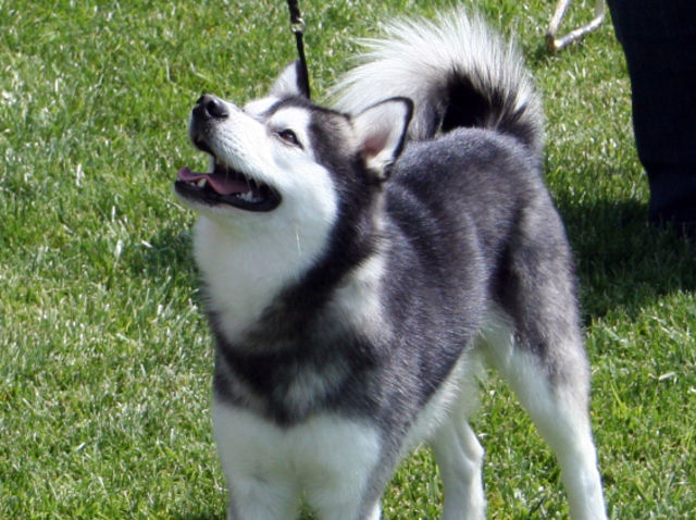 Can You Name 99 Dog Breeds? | Playbuzz