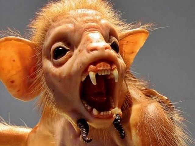 Monstera Deliciosa Plant