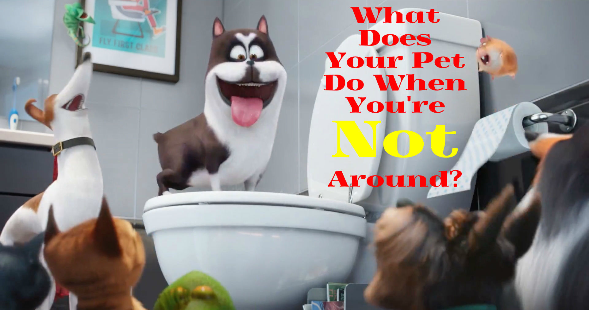 What Does Your Pet Do When You Re Not Around Playbuzz